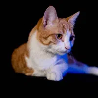 واگذاری گربه