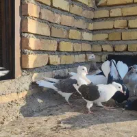 کبوتر پشت دار قهوه ای|پرنده|تاکستان, |دیوار