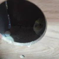 یک جفت عروس هلندی که تازه تخم گذاشتن سالم سرحال