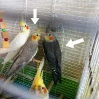 خریدار عروس شما هستم دونخور فروش هم دارم|پرنده|لاهیجان, لیالستان|دیوار