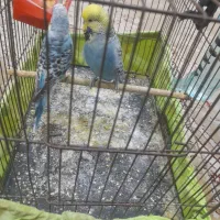 یک جفت مرغ عشق انگلیسی و اسپانگل