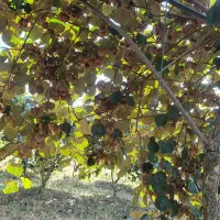 فروش کیوی هایوارد|خوردنی و آشامیدنی|بندر انزلی, چهارفریضه|دیوار