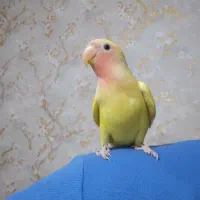 جوجه سخنگو طوطی برزیلی ۴۵ روزه