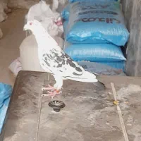 نر فروشی فریمان قابل ارسال|پرنده|فریمان, |دیوار