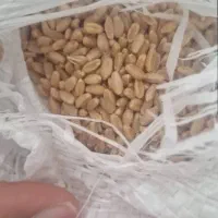 گندم مهرگان عمده سدشاوور|لوازم جانبی حیوانات|شوش, |دیوار