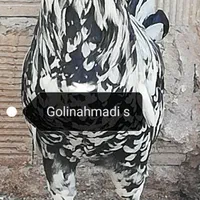 تخمرغ نطفه دار گلین لری|حیوانات مزرعه|اصفهان, ملک‌شهر|دیوار