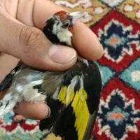 سهره نر
