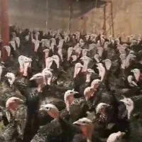 فروش جوجه ۶۰ روزه بوقلمون ۶گوشتی جوجه برهما اردک|حیوانات مزرعه|کرمان, |دیوار