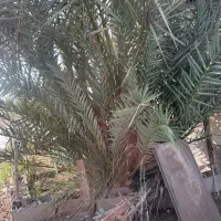 فروش بچه نخل برحی|گل و گیاه طبیعی|بندر ماهشهر, |دیوار