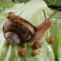 حلزون و خاویار حلزون|خزنده|شیراز, کرونی(خاتونک)|دیوار