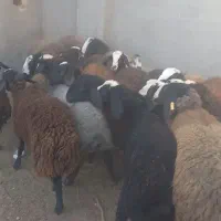 تعداد ۷۰ رس بره ماده اصیل شال سبک و سنگین وزن|حیوانات مزرعه|قزوین, |دیوار