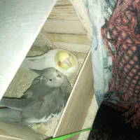 عروس هلندی جفت مولد