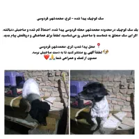 سگ پیدا شده
