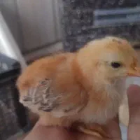 جوجه|حیوانات مزرعه|شیراز, تندگویان|دیوار