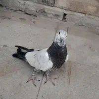 یک عدد کفتر کله دوم سیاه قیمت ۱۶۰