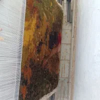 دار قالی|فرش|طرقبه, |دیوار