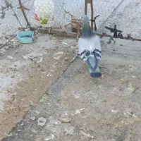 نر دوخط|پرنده|بروجرد, |دیوار