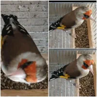 سهره دورگ متولد قفس