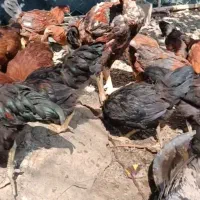 مرغ خروس