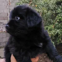 واگذاری دو عدد توله سگ ۲ ماه پا کوتاه