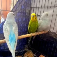 مرغ عشق|پرنده|امیدیه, |دیوار