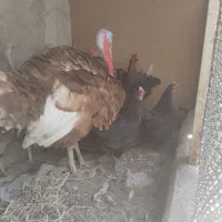 مرغ وخروس وبوقلمون