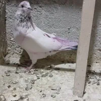 کبوتر پرشی|پرنده|محمدشهر, کوی بهار|دیوار