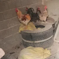 مرغ و خروس|حیوانات مزرعه|ماهدشت, |دیوار