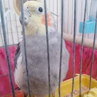 عروس هلندی|پرنده|رامشیر, |دیوار