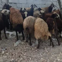 فروش فوری گوسفند میش فشندی افشاری|حیوانات مزرعه|هشتگرد, تهران دشت|دیوار