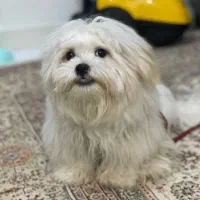 شیتزو پودل ۷ ماهه