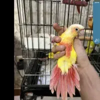 هایپر پرندگان|پرنده|بیجار, |دیوار