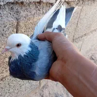 کبوتر|پرنده|طرهان, |دیوار