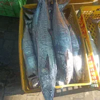 فروش ماهی و میگو|خوردنی و آشامیدنی|تهران, سهروردی|دیوار