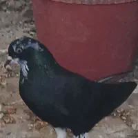 زاغدم سفید گمشده ماده