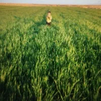 جو-علفی-سبزوار-جاده-بردسکن-روستای-دولت-آباد