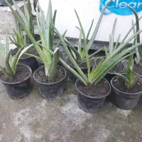 گل آلورا|گل و گیاه طبیعی|گرگان, |دیوار