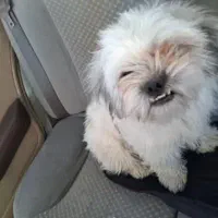 سگ پا کوتاه شیتزو|سگ|بم, |دیوار