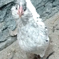 خروس طوسی گلین ودوتک گلین