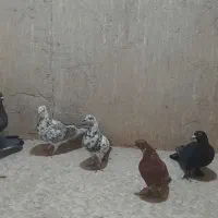 کبوتر پرشی یاهو