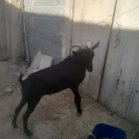 نربز مورسیاه|حیوانات مزرعه|شهرضا, |دیوار