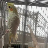 عروس لوتینو