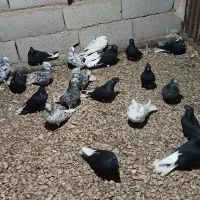 دمسفید ۲۰ عدد|پرنده|خرمشهر, |دیوار