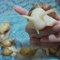 حلزون سوپر مولد تخم گذار اچاتینا البینو