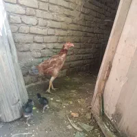 مرغ و خروس لاری