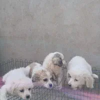 ۴ قلاده توله اشپیتز