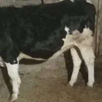 فروش گوساله سمینتال