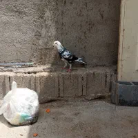رسیدگی|پرنده|شیراز, تاچارا|دیوار