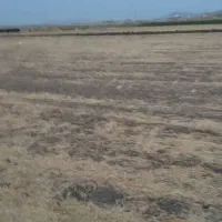 اجاره زمین کشاورزی