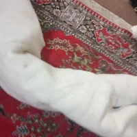 فرش دوازده متری|فرش|اهواز, زیتون کارگری|دیوار